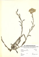藏品(紅面番)的圖片